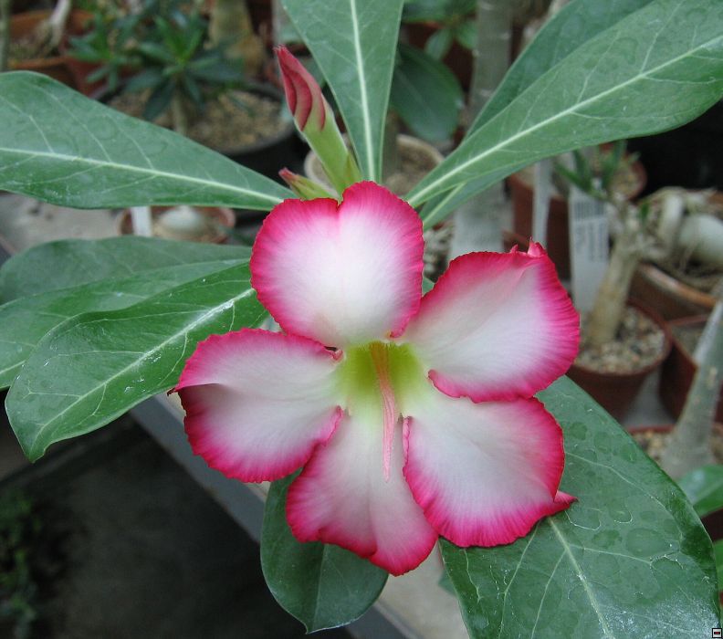 Adenium_obesum_kvet1.jpg