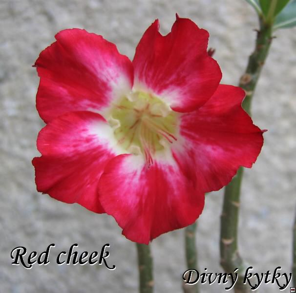 Red_cheek_107.jpg