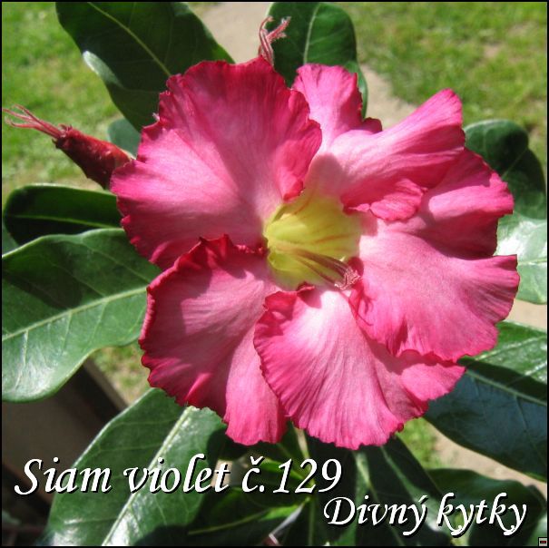 Siam_violet_129_dkdv.jpg