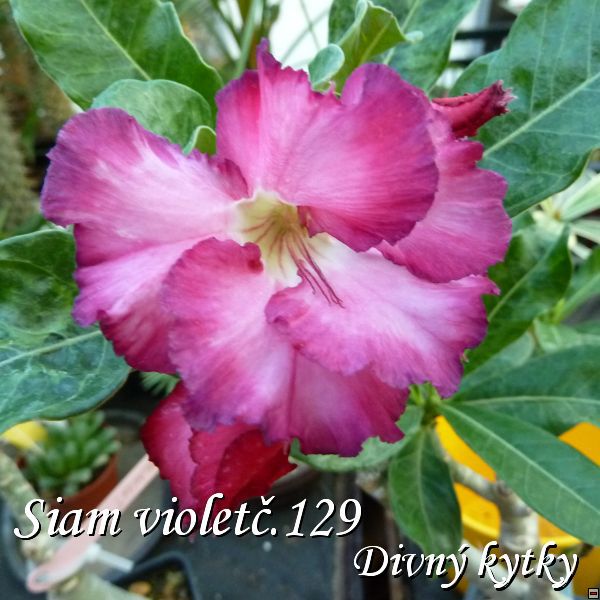 Siam_violet_129_2011.jpg