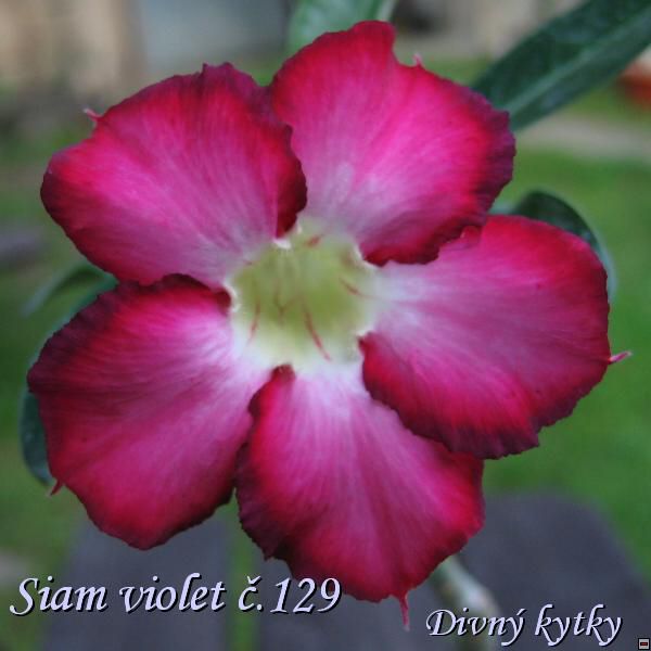 Siam_violet_129_moje.jpg