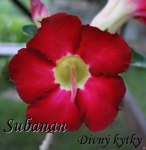 adenium_subanan_red_109.jpg