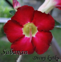 thn_adenium_subanan_red_109.jpg