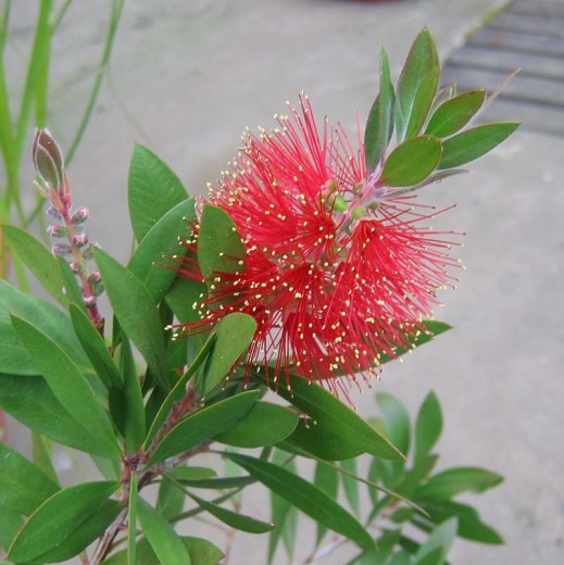 Callistemon