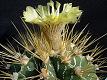 Astrophytum ornatum v.glabrescens