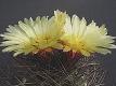 Astrophytum senile r..trny