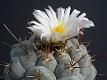 Thelocactus  lloydii