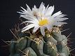 Thelocactus fossulatus