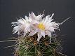 Thelocactus lauserii