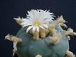 Lophophora diffusa